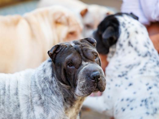 2024-06-28-18-12-21-EOS R6m2-1314