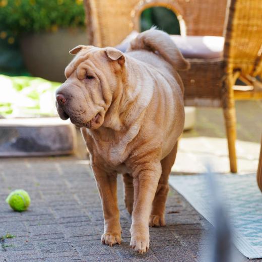 2024-06-28-18-15-31-EOS R6m2-4934