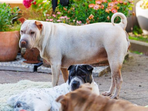 2024-06-28-18-23-18-EOS R6m2-4936