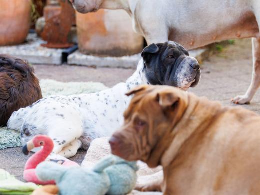 2024-06-28-18-23-36-EOS R6m2-4939