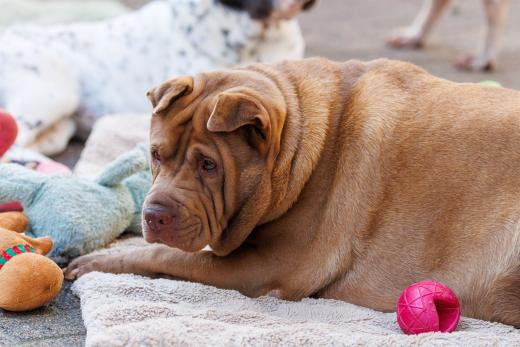 2024-06-28-18-23-38-EOS R6m2-4941