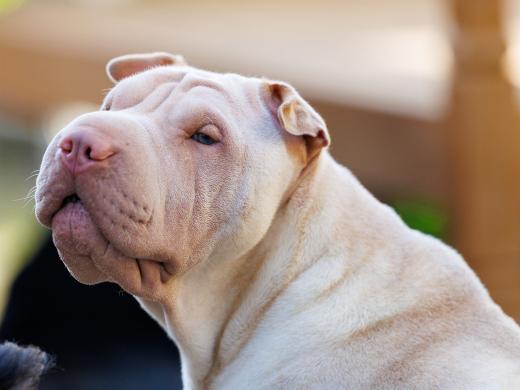 2024-06-28-18-24-40-EOS R6m2-4946