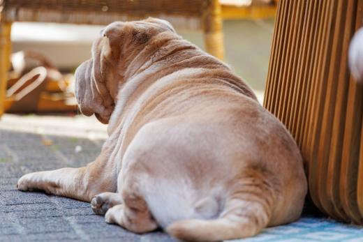 2024-06-28-18-25-24-EOS R6m2-4950