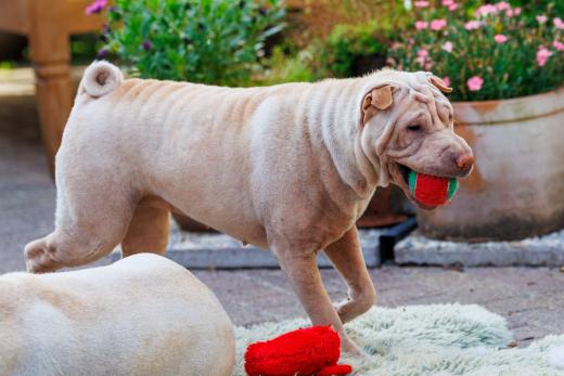 2024-06-28-18-30-59-EOS R6m2-5011