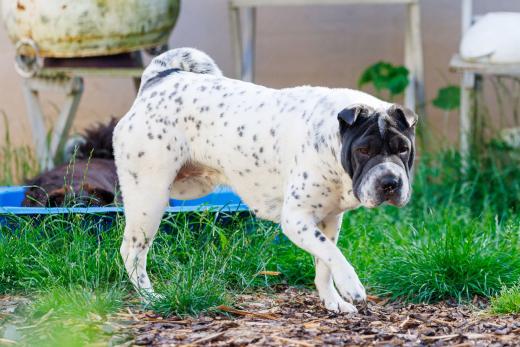 2024-06-28-18-31-36-EOS R6m2-5015