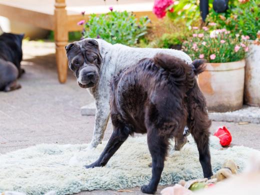 2024-06-28-18-38-43-EOS R6m2-5073