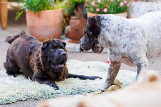 2024-06-28-18-38-50-EOS R6m2-5077