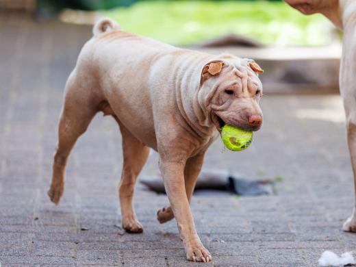 2024-06-28-18-41-58-EOS R6m2-5091