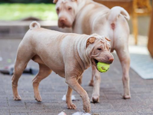 2024-06-28-18-41-58-EOS R6m2-5092