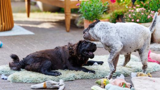 2024-06-28-18-43-30-EOS R6m2-5113