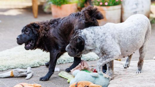 2024-06-28-18-43-39-EOS R6m2-5114