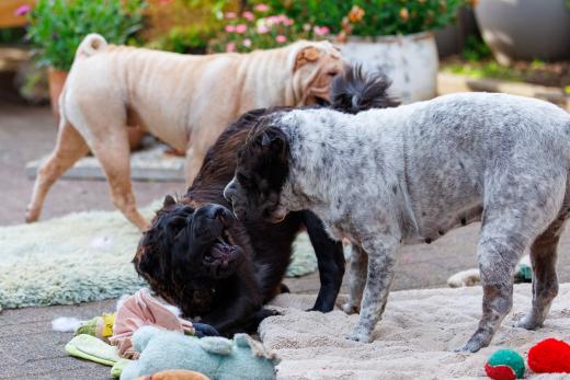 2024-06-28-18-43-44-EOS R6m2-5115