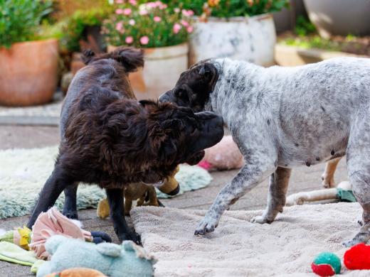 2024-06-28-18-43-44-EOS R6m2-5117