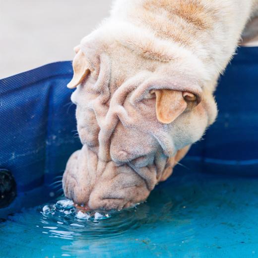 2024-06-28-18-46-55-EOS R6m2-5139