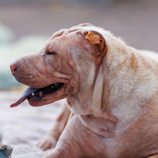 2024-06-28-18-51-44-EOS R6m2-5147