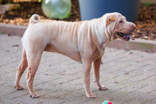 2024-06-28-18-55-34-EOS R6m2-1320