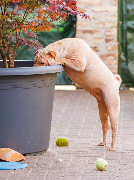 2024-06-28-18-58-39-EOS R6m2-1329