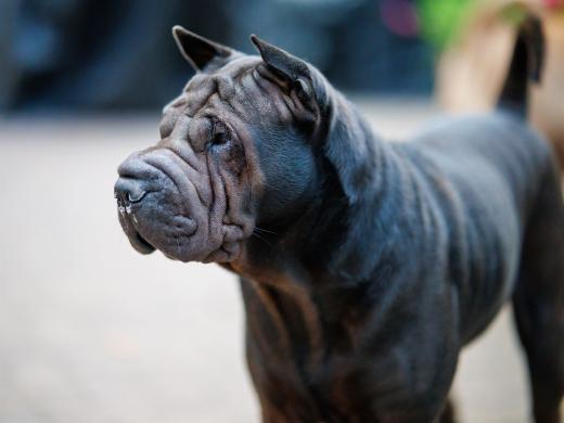 2024-07-03-20-51-38-EOS R6m2-1338