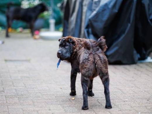 2024-07-03-20-51-48-EOS R6m2-1341-Verbessert-RR