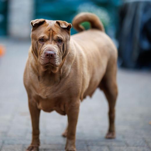 2024-07-03-20-53-03-EOS R6m2-1347-Verbessert-RR