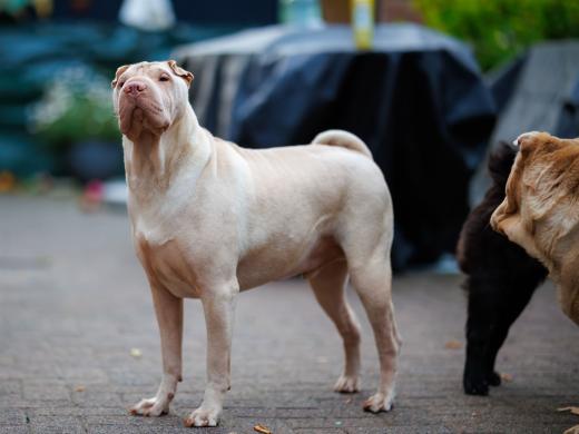 2024-07-03-20-55-26-EOS R6m2-1360-Verbessert-RR