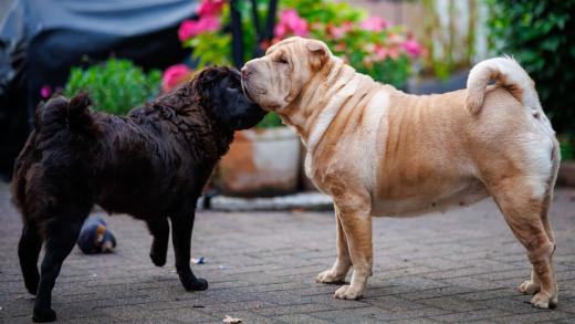 2024-07-03-20-55-38-EOS R6m2-1366-Verbessert-RR