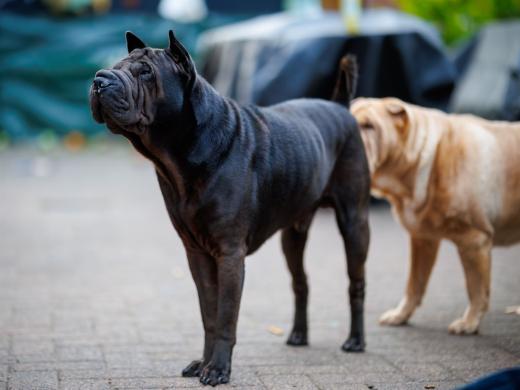 2024-07-03-20-55-56-EOS R6m2-1374-Verbessert-RR