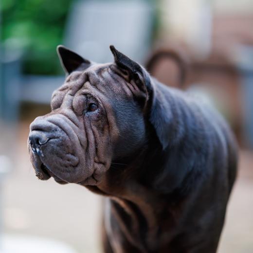 2024-07-03-20-58-17-EOS R6m2-1382-Verbessert-RR