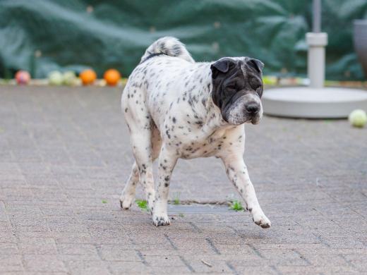 2024-10-06-16-13-40-EOS R6m2-5367_2048px