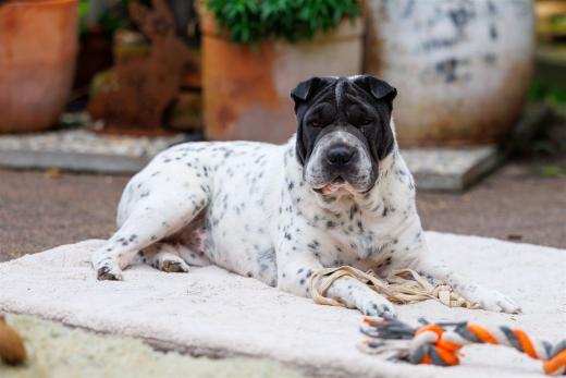 2024-10-06-16-15-03-EOS R6m2-5383_2048px