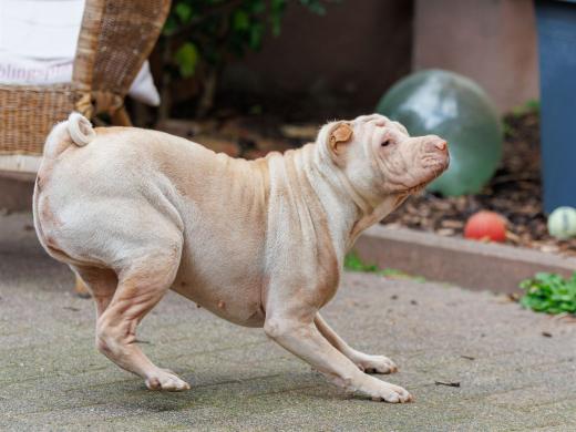 2024-10-06-16-15-39-EOS R6m2-5388_2048px