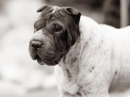 2024-10-06-16-25-36-EOS R6m2-5444_2048px