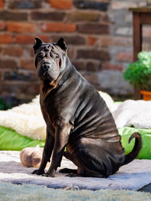 2024-10-26-15-19-21-EOS R6m2-5465-Verbessert-RR_2048px