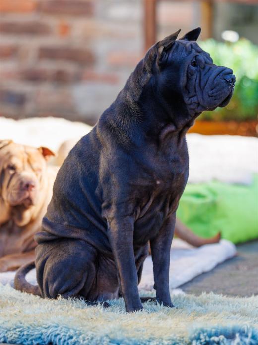 2024-10-26-15-23-16-EOS R6m2-5477_2048px