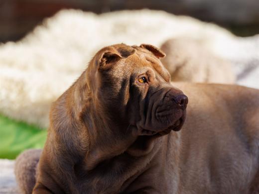 2024-10-26-15-25-29-EOS R6m2-5510_2048px