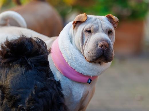 2024-10-26-15-30-32-EOS R6m2-5529-Verbessert-RR_2048px