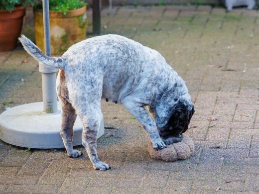 2024-10-26-15-33-11-EOS R6m2-1650_2048px