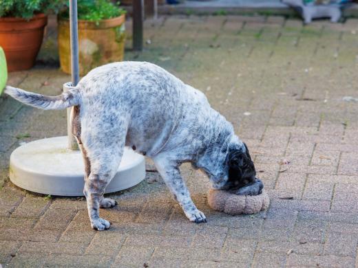 2024-10-26-15-33-11-EOS R6m2-1651_2048px