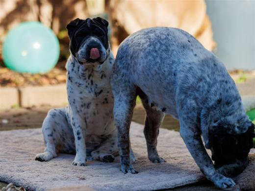 2024-10-26-15-35-50-EOS R6m2-5558_2048px