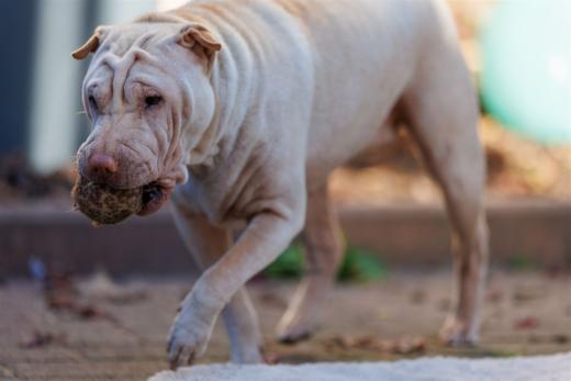 2024-10-26-15-41-15-EOS R6m2-5619_2048px