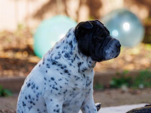 2024-10-26-15-42-00-EOS R6m2-5624_2048px