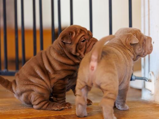 2025-01-26-11-57-34-EOS R6m2-5762-Verbessert-RR