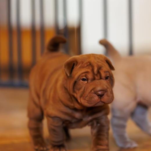 2025-01-26-11-57-36-EOS R6m2-5764-Verbessert-RR