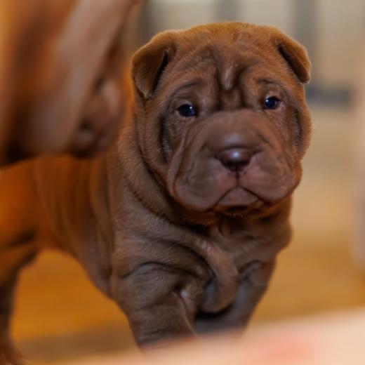 2025-01-26-11-57-37-EOS R6m2-5765-Verbessert-RR