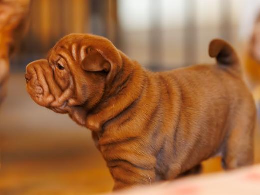 2025-01-26-11-57-39-EOS R6m2-5769-Verbessert-RR