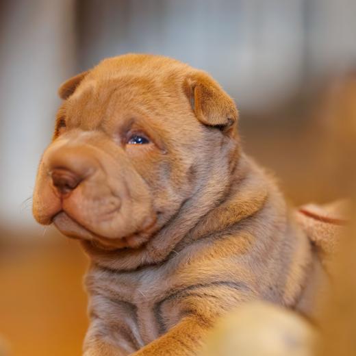 2025-01-26-11-59-03-EOS R6m2-5777-Verbessert-RR