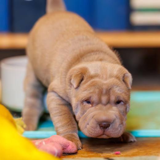 2025-01-26-11-59-25-EOS R6m2-5778-Verbessert-RR