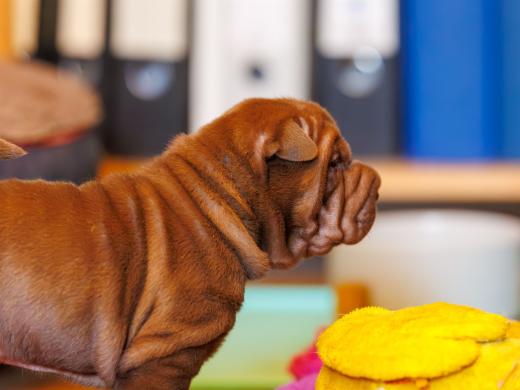 2025-01-26-12-00-36-EOS R6m2-5788-Verbessert-RR