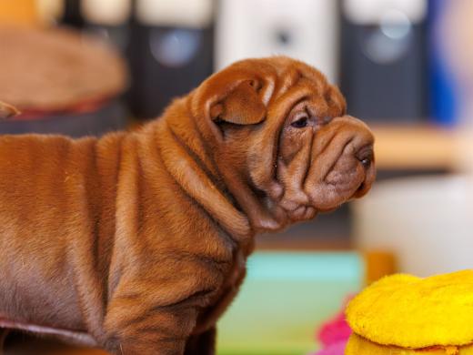 2025-01-26-12-00-37-EOS R6m2-5791-Verbessert-RR