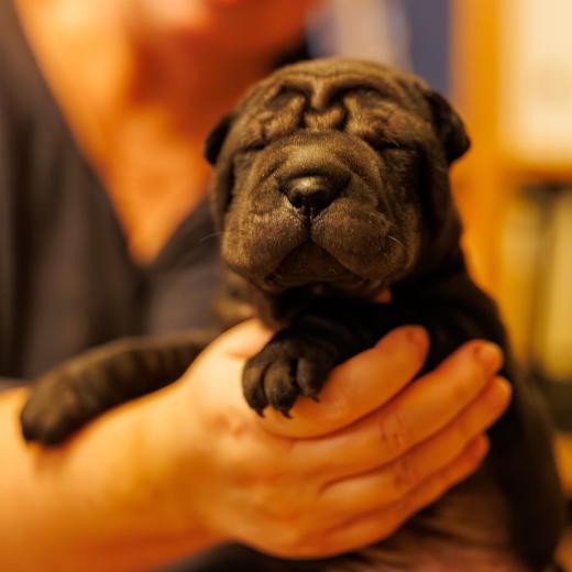 2025-01-26-22-05-47-EOS R6m2-1770-Verbessert-RR